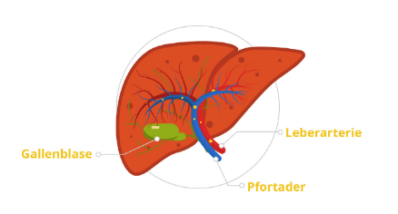 leber-mit-gallenblase-pfortader-leberarterie